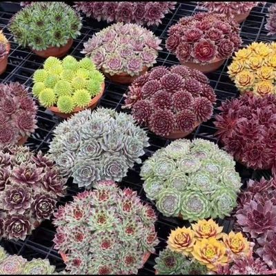 七彩观音莲长生草多肉组合套餐新款莲花座大肉室外耐寒易爆盆多头