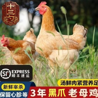 【3年老母鸡】沂蒙山农家散养正宗黄油土老母鸡走地黑脚新鲜现杀