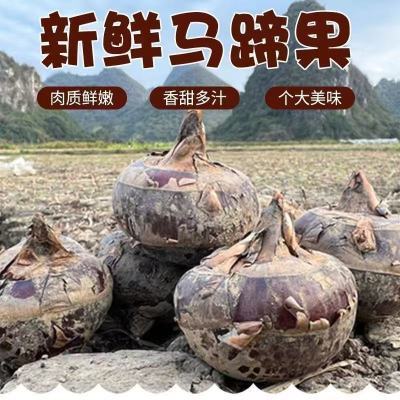 鲜马蹄正宗地梨现挖新鲜水果地栗特大特产当季农家荸荠蔬菜