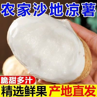 当季地萝卜凉薯地瓜新鲜现挖沙葛豆薯土瓜农家土特产白地瓜地萝卜