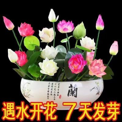 碗莲种七彩五颜六色水培花卉水养四季莲花荷花种莲藕绿植水培莲子