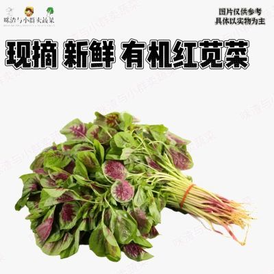 江苏发货新鲜苋菜无根现摘红苋菜农家当季新鲜蔬菜芜湖蔬菜苋菜