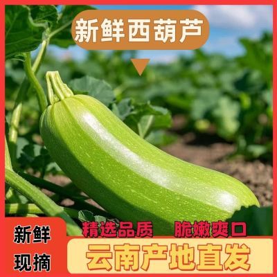 新鲜现摘云南西葫芦农家时令蔬菜鲜甜脆嫩鲜果三月当季整箱便宜