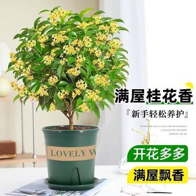 正宗四季桂花苗盆栽月月桂花树浓香型绿植室内四季好养驱蚊虫花卉