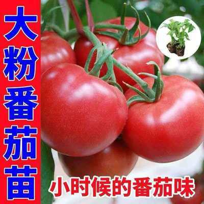 沙瓤口感普罗旺斯大粉番茄寿光直发大果耐寒西红柿秋冬番茄新鲜