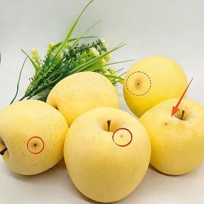 【新鲜发货】山东烟台黄金奶油苹果脆甜栖霞富士苹果水果整箱批发