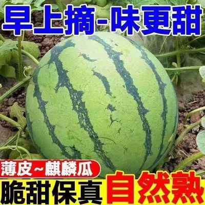 正宗冰糖麒麟西瓜超甜薄皮8424西瓜应季无籽有籽现摘整箱新鲜水果