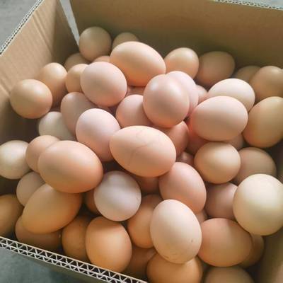 整箱30枚正宗农家散养土鸡蛋儿童孕妇营养虫草整箱批发新鲜非大个