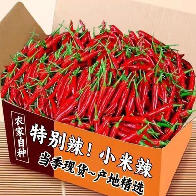正宗小米辣椒新鲜红辣椒朝天椒农家特辣批发泡椒尖椒指天椒直发