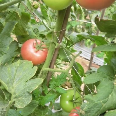 沙壤毛粉西红柿新鲜番茄现摘农家自然水果成熟生吃,