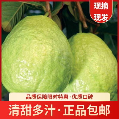 当季奶油芭乐白心红心南方种植大果清甜孕妇多汁番石榴低糖水果