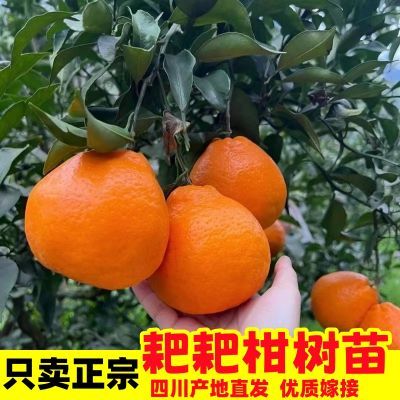 四川正宗耙耙柑树苗春见无籽嫁接柑橘苗大果橘子地栽盆栽橘子树苗