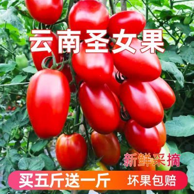 新鲜现摘圣女果孕妇水果小番茄西红柿露天种植自然成熟应季水果
