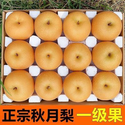 正宗山东莱阳秋月梨新鲜5斤水果应季丰水梨冰糖雪梨3斤大果礼盒装优惠商品图片