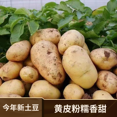 【今年新土豆】正宗黄面新鲜现挖马铃薯洋芋沙面蔬菜一整箱批发