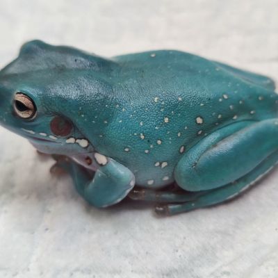 优质青蛙适合孩子饲养只发大的优质青蛙无毒干净卫生可上手宠物蛙