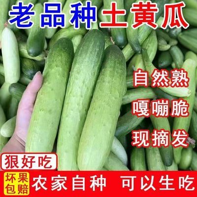 广西旱黄瓜生吃新鲜包邮四季土黄瓜青黄瓜新鲜黄瓜非水果黄瓜