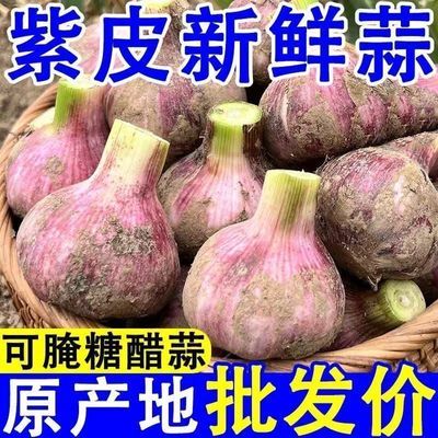 2026鲜蒜新鲜紫皮大蒜多瓣蒜头正宗现挖紫红皮鲜蒜湿蒜糖醋蒜整箱