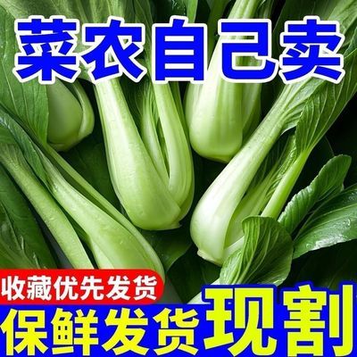 上海青新鲜上海青大颗矮脚青苏州青新鲜蔬菜通用整箱家用软糯