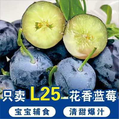 【空运】基地直发正宗云南L25花香蓝莓新鲜现摘蓝莓鲜果水果批发