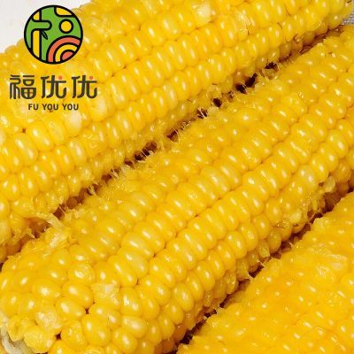黄糯玉米真空锁鲜包装黏粘甜糯黄玉米早餐代餐玉米棒苞米