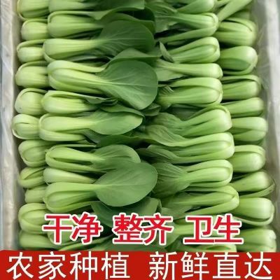 安徽新鲜上海青蔬菜油菜农家青菜新鲜蔬菜正宗矮脚上海青,青菜