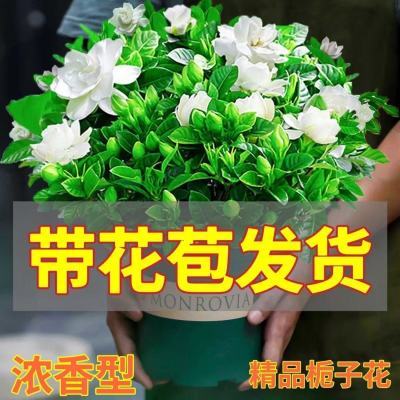 【带花苞】浓香型栀子花室内绿植盆栽四季花卉植物净化阳台空气
