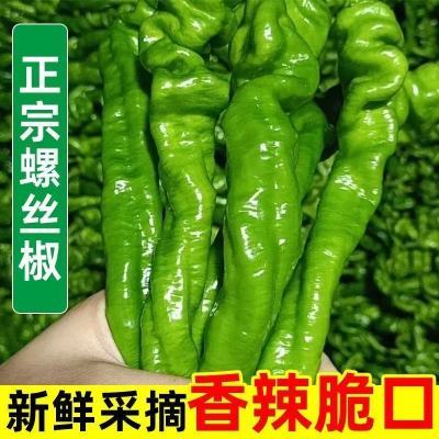 【香辣螺丝椒】辣椒新鲜超辣现摘正宗皱皮薄皮蔬菜辣椒大果批发
