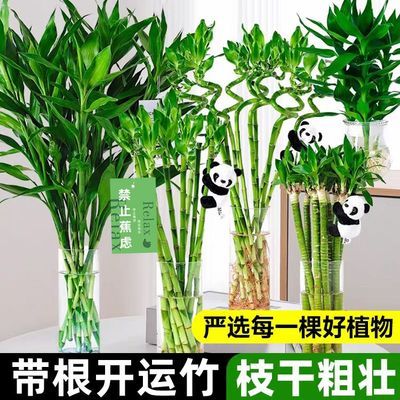 ���ڲ���������������������������ˮ��ֲ��ת����ˮ�����ڰ칫����ֲ���� 4.8Ԫ