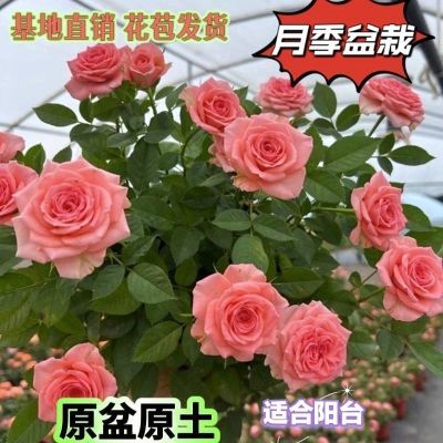 仙度瑞拉玫瑰花月季盆栽大花浓香四季开花盆栽粉色沙龙宝石玫瑰