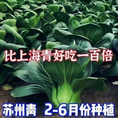 四季苏州青种子上海青种子原装油亮矮脚苏州青青菜蔬菜种籽优惠商品图片