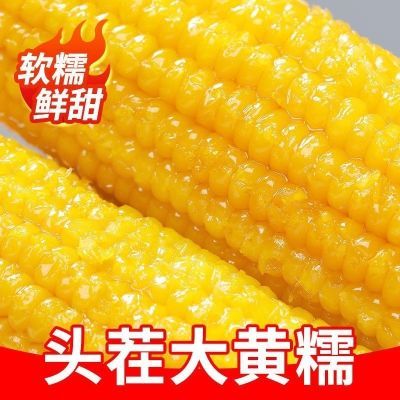 东北当季新货糯玉米冷冻保存速冻粘玉米蒸煮30分钟支持试吃4根