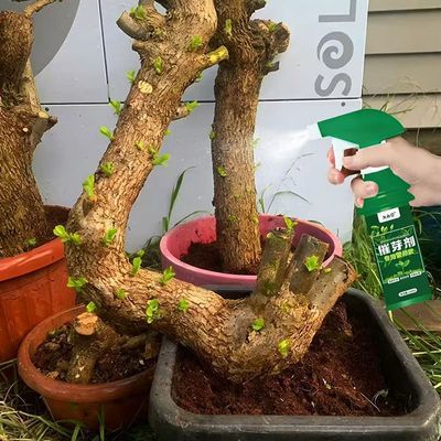 专治不发芽】老桩催芽剂促芽僵苗快速发新芽防黄叶促花营养复活肥