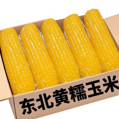 【12支】2025年当季东北特产黑土地真空锁鲜新鲜采摘香甜糯黄玉米