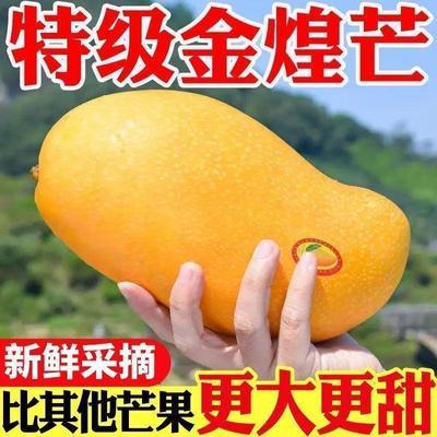 正宗金煌芒果大芒果新鲜应季水果水仙芒爆甜无丝薄核黄皮热带水果