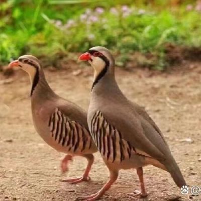 鹧鸪活的呱呱鸡正宗鹧鸪鸡活苗成年石鸡人工养殖宠物鸡包下蛋