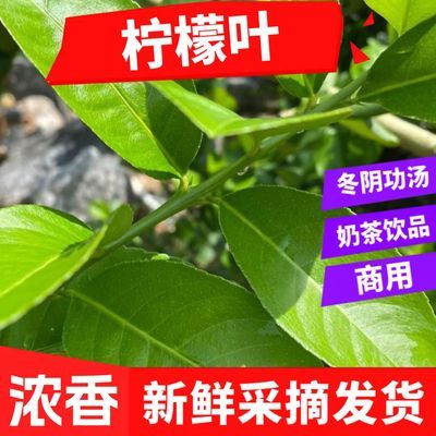 柠檬叶新鲜食用香水柠檬叶西餐厅商用奶茶饮品冬阴功汤原料鱼生