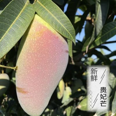 贵妃正宗芒果海南三亚新鲜树上水果自然当季老果整箱红金龙腰芒