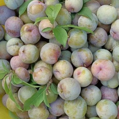 钱排特产新鲜现货酸甜新鲜孕妇水果当季现摘三华李红心