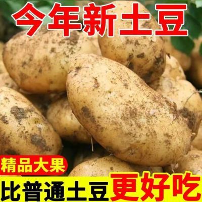 【新鲜黄心】黄皮土豆现挖现发整箱批发抢鲜价土豆大个整箱批发心