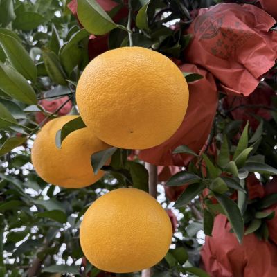 自家果园 黄金葡萄柚爆汁当季柚子新鲜水果现摘现发批发