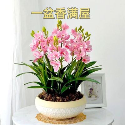 【香水兰花】耐寒耐热四季开花橙心兰花水球根土培水培浓香型植物