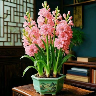 正品晚香玉盆栽花卉浓香型夜来香庭院耐寒四季开花