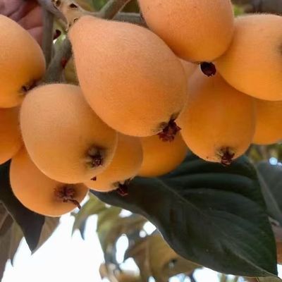 南方云南蒙自当季新鲜水果枇杷孕妇水果酸甜枇杷果
