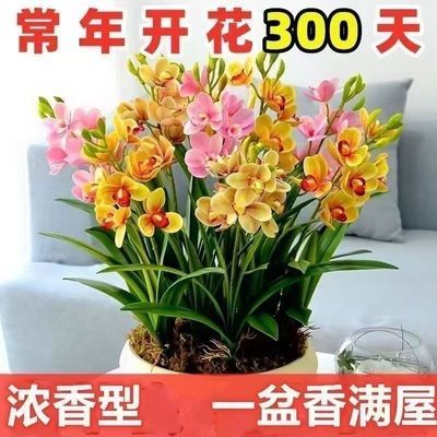 【香水兰花】耐寒耐热四季开花橙心兰花水球根土培水培浓香型植物