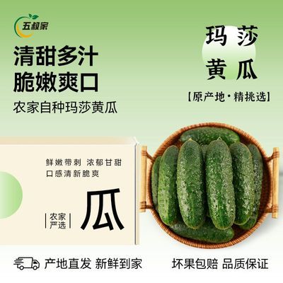 山东新鲜玛莎小黄瓜3/5斤 脆甜可口正宗产地水果酸黄瓜一整箱【5天内发货】