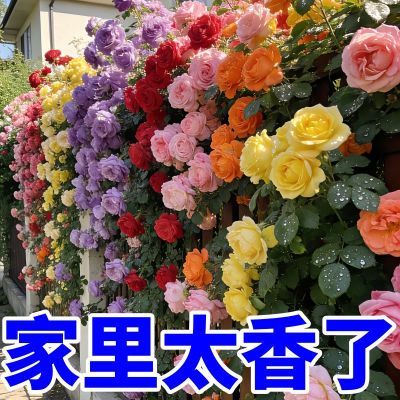 爬藤蔷薇花种子重瓣四季开花庭院阳台盆栽多花月季