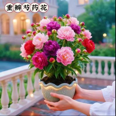重瓣芍药庭院花卉四季芍药根块花卉大全花客厅摆放花苗种牡丹花苗