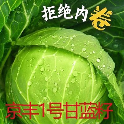 京丰一号甘蓝阳台蔬菜包菜农家菜园卷心菜结球甘蓝卷心菜田园蔬菜