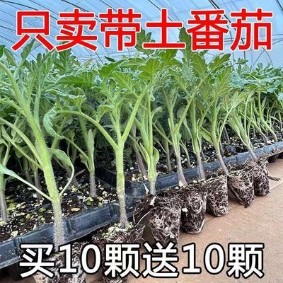 山东寿光正品老品种大粉大红毛粉番茄沙瓤西红柿秧苗带土番茄苗